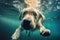 Underwater funny photo of a golden labrador retriever , concept of Aquatic Humor, created with Generative AI technology