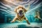 Underwater funny photo of golden labrador retriever puppy in swimming pool play with fun - jumping, diving deep down.