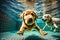 Underwater funny photo of golden labrador retriever puppy in swimming pool play with fun - jumping, diving deep down.