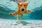 Underwater funny photo of golden labrador retriever in swimming pool