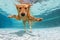 Underwater funny photo of golden labrador retriever in swimming pool