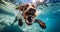 Underwater funny photo of happy dog swimming in public pool play with fun jumping, diving deep down. Actions, training