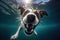 Underwater funny photo of jack russel terrier. Summer vacation with pet. Generative AI illustration