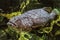 Underwater giant grouper fish closeup