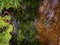 Underwater grass grow in a river flow, top view into a forest river