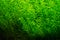 Underwater green plants for aquarium fish tank in close up