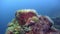 Underwater green sea sponge of Lake Baikal.