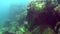 Underwater green sea sponge of Lake Baikal.