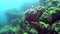 Underwater green sea sponge of Lake Baikal.