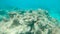 UNDERWATER: Grim view of decaying ocean floor and bleached coral reef in Pacific