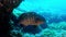 Underwater Grouper fish in dark water