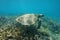 Underwater a hawksbill sea turtle over coral reef