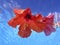 Underwater Hibiscus Flowers