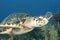 Underwater image of green sea turtle