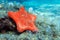 Underwater image of Placenta biscuit starfish - (Sphaerodiscus placenta)