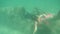 UNDERWATER: Intrigued woman in pink bikini looks closely at sunken aircraft.