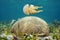 Underwater jellyfish and brain coral Caribbean sea