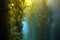 Underwater kelp forest, catalina island, california