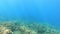 Underwater ladnscape Mediterranean sea reef view