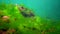 Underwater landscape in the Black Sea. Green, red and brown algae on the seabed in the sun