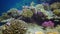 Underwater landscape of coral biocenosis with tropical fish on a reef in the Red Sea, still video