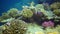 Underwater landscape of coral biocenosis with tropical fish on a reef in the Red Sea, still video