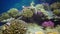 Underwater landscape of coral biocenosis with tropical fish on a reef in the Red Sea, still video