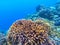 Underwater landscape with coral reef. Coral undersea photo. Seashore texture.