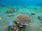 Underwater landscape with coral reef. Diverse coral shapes.