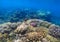 Underwater landscape with coral reef in sunlight. Oceanic biosphere.