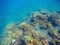 Underwater landscape with coral reef. Young coral formation with seaweed.