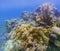 Underwater landscape with coral wall. Coral undersea photo. Seashore texture.