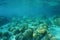 Underwater landscape corals on shallow ocean floor