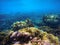 Underwater landscape with corals and sunlight. Tropical seashore undersea photo.