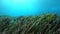 Underwater landscape - Green posidonia seaweed field