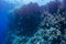 Underwater landscape. Marine life under sea surface, colorful sea life, natural scene. Coral reef and tropical fish. Red