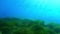 Underwater landscape - Mediterranean sea posidonia field