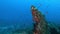 Underwater landscape Mediterranean sea reef view
