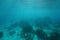 Underwater landscape ocean floor Pacific ocean