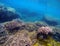 Underwater landscape with pink corals. Tropical seashore perspective photo.