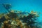 Underwater landscape in a reef with elkhorn coral