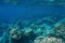 Underwater landscape rocky seabed Pacific ocean