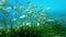 Underwater landscape Salema fish shoal in a green posidonia seaweed