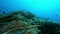 Underwater landscape Scuba diving over a green Posidonia seaweed seabed