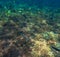 Underwater landscape with sea snake. Striped snake in the coral reef