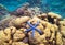 Underwater landscape with starfish. Coral undersea photo. Seashore texture.