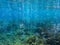 Underwater landscape with tropical fish and coral reef. Sparkling oxygen bubbles from seabottom. Marine animal wildlife