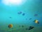 Underwater landscape with tropical fish. Sea water near exotic island with marine inhabitants.