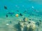 Underwater landscape with tropical fish. Young coral formation and coral fish shoal.