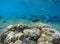 Underwater landscape with tropical fishes. Coral reef landscape with parrotfish